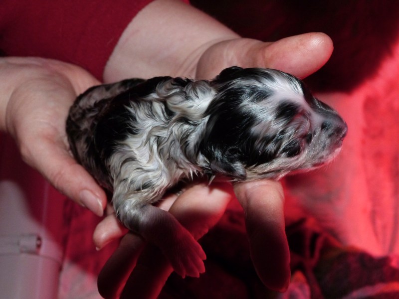 Pup 4 Teef Bl Merle Bi