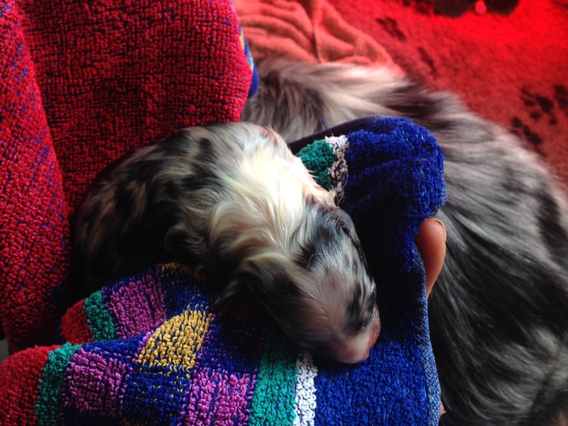 Pup 4 Teef Blue Merle