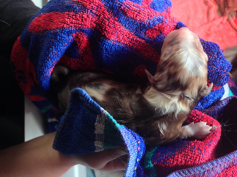 Pup 5 Teef Red Merle